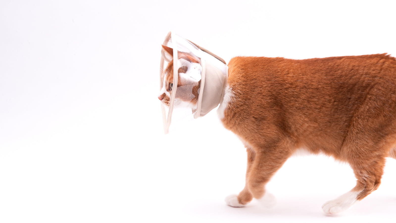 ぽぽねこのエリザベスカラー
