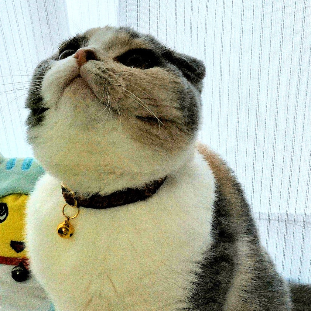 梨子ちゃん