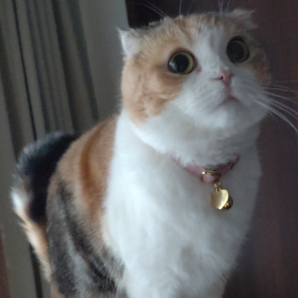 ももちゃん