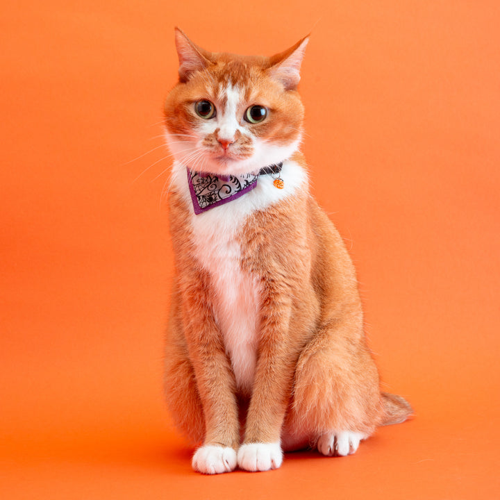 バンダナ付き猫首輪 ハロウィンパーティー スパイダー/パープル