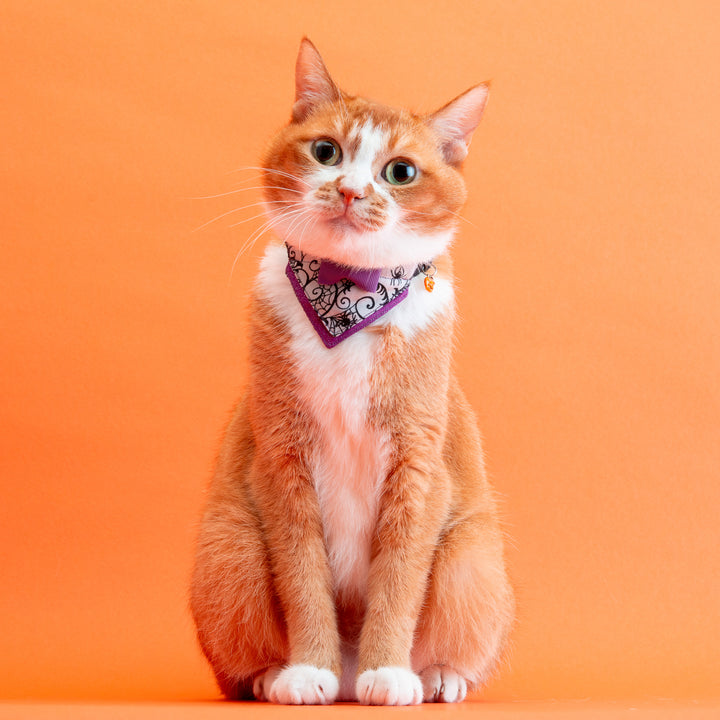 バンダナ付き猫首輪 ハロウィンパーティー スパイダー/パープル