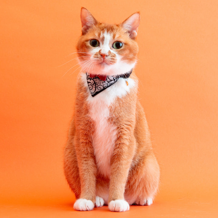 バンダナ付き猫首輪 ハロウィンパーティー スパイダー/ブラック