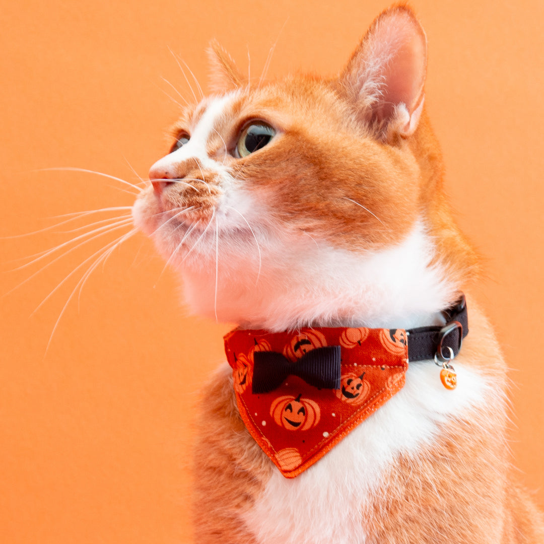 バンダナ付き猫首輪 ハロウィンパーティー ジャック・オー・ランタン/オレンジ