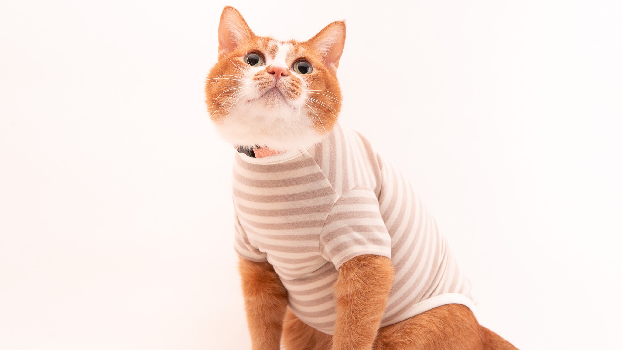 猫服デビューをしよう!