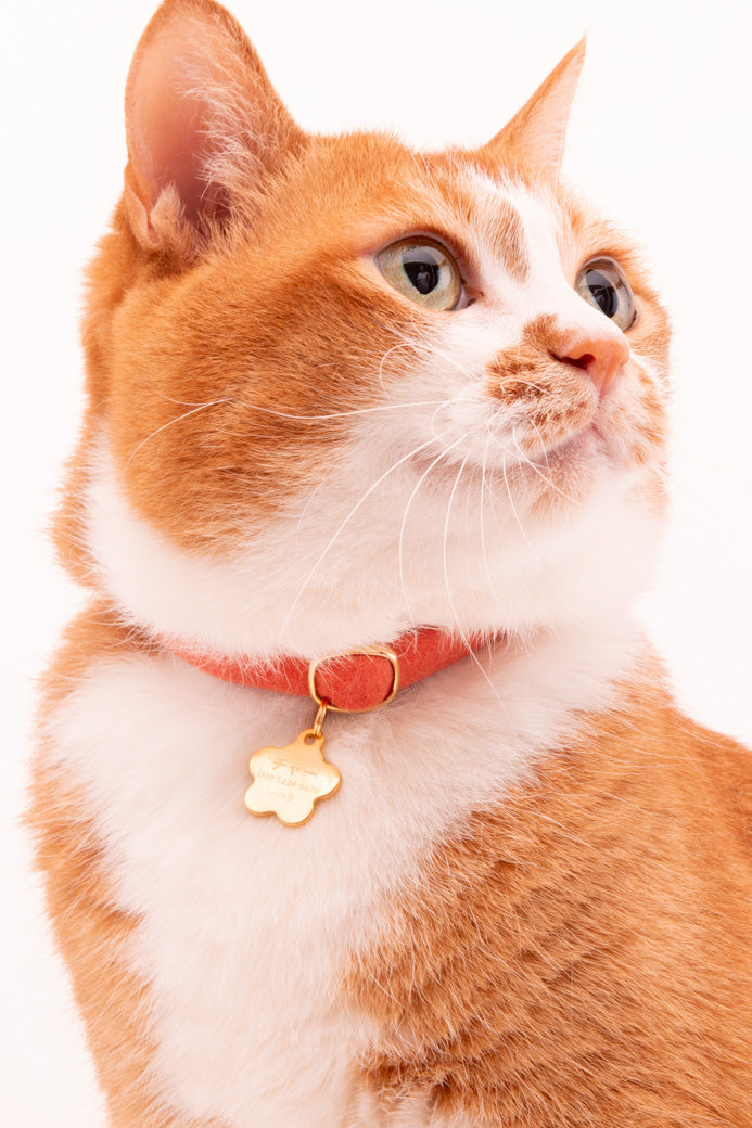 ハゲにくい猫首輪