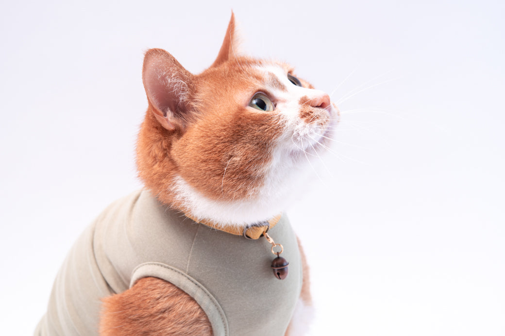 ぽぽねこストーリー