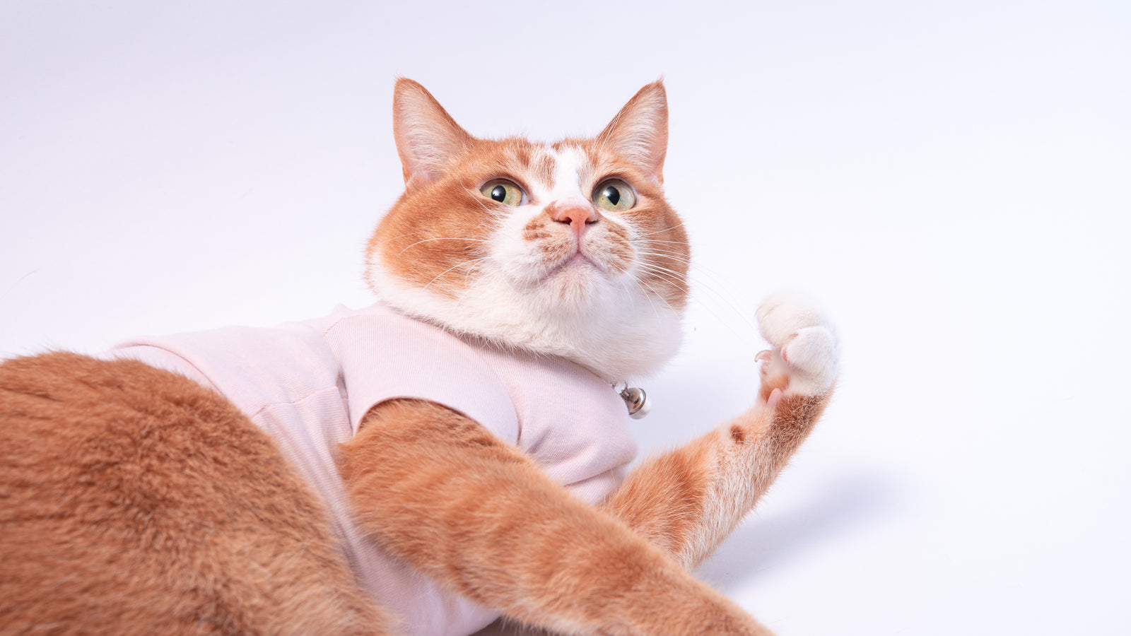 猫に優しい猫服