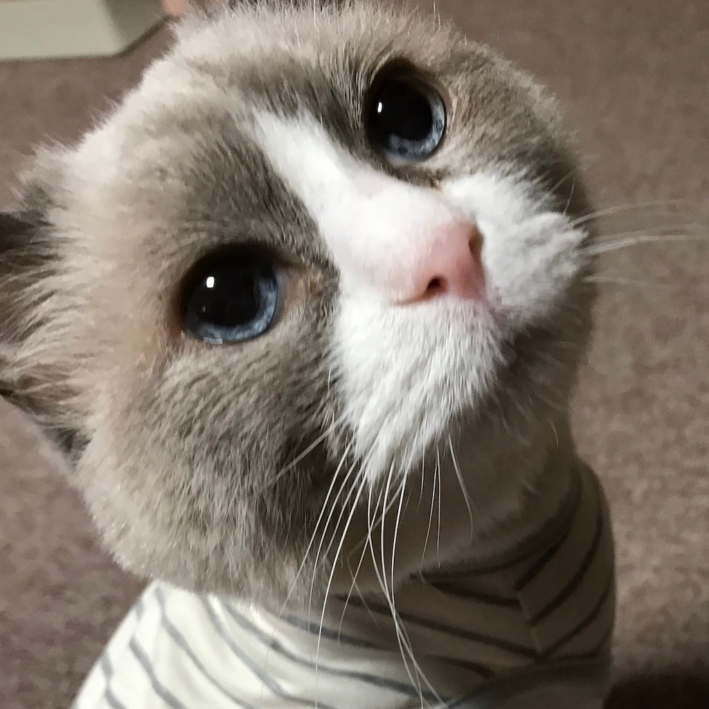 あるちゃん