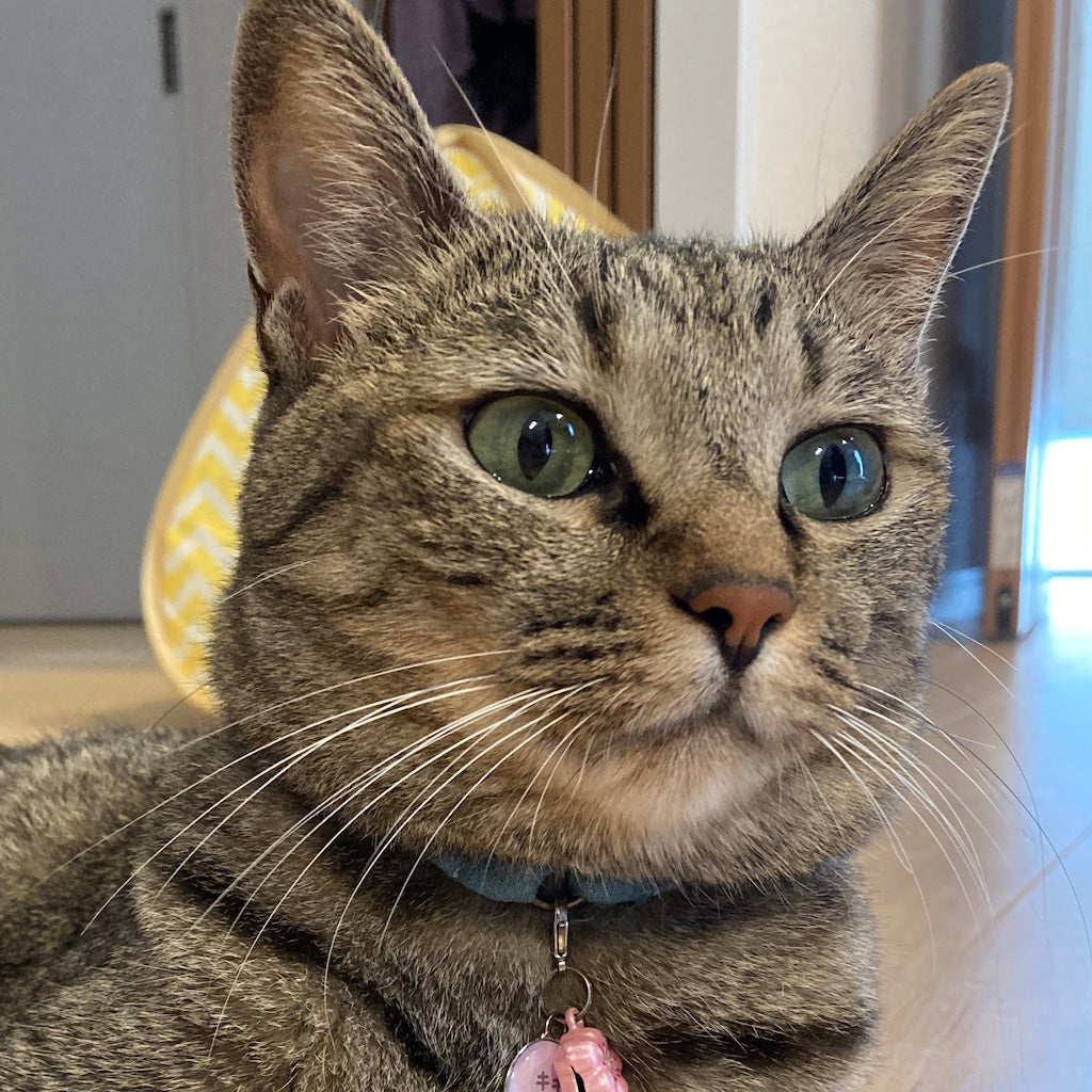 キキちゃん