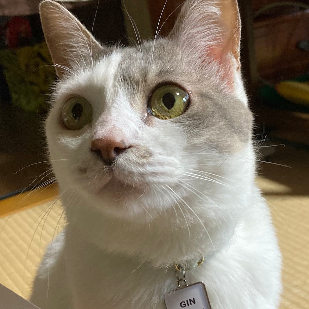 ギンちゃん