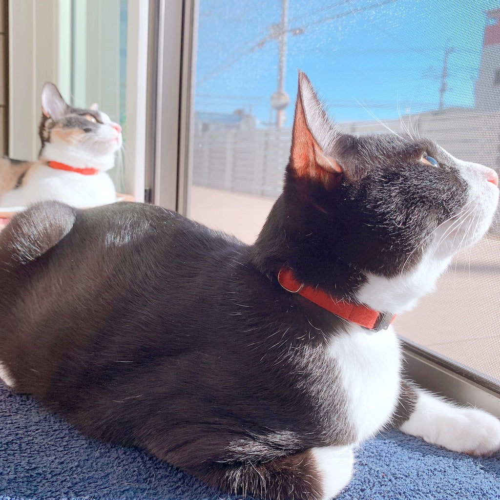 なぎさ・かえでちゃん