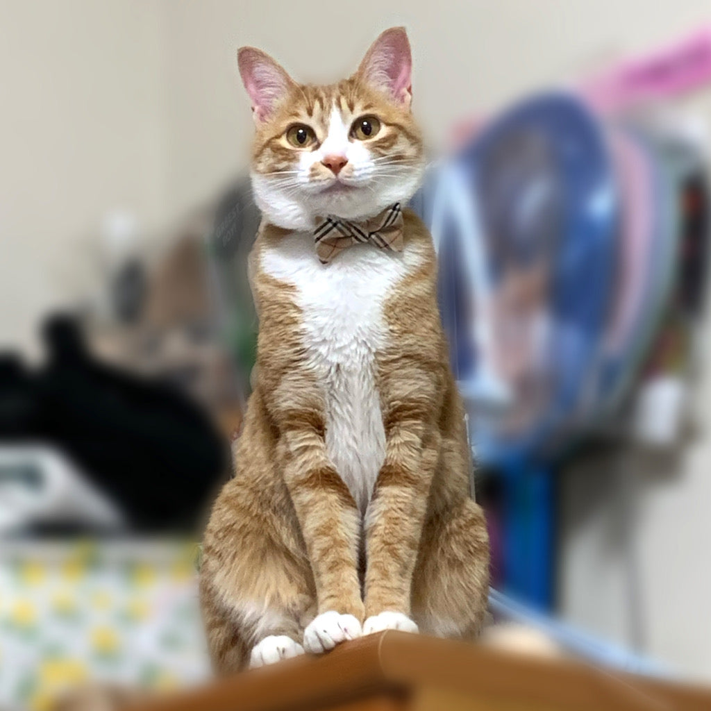 ちゃちゃちゃん