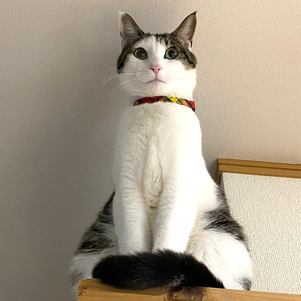 おもちちゃん