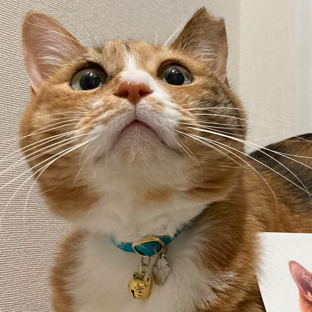 ミケちゃん