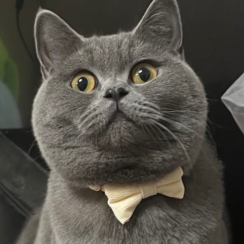 ぼんたくん