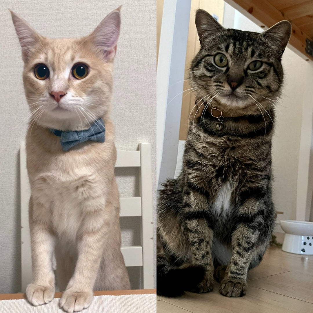 めろ&れもんちゃん