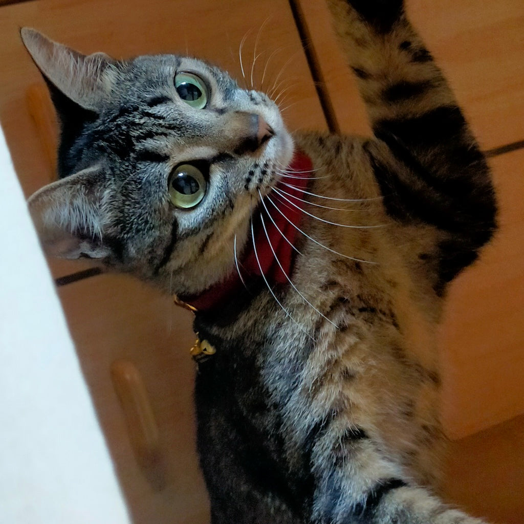 あまちゃん