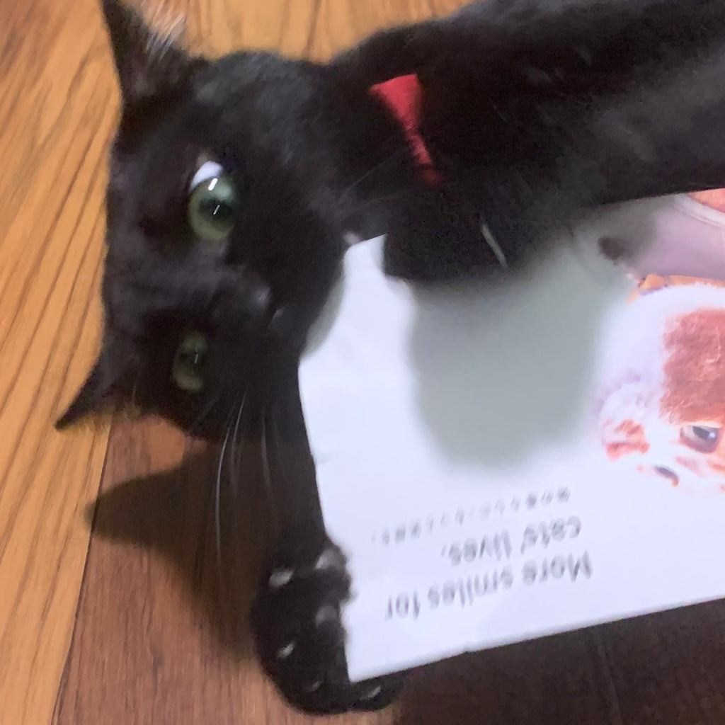 テオちゃん