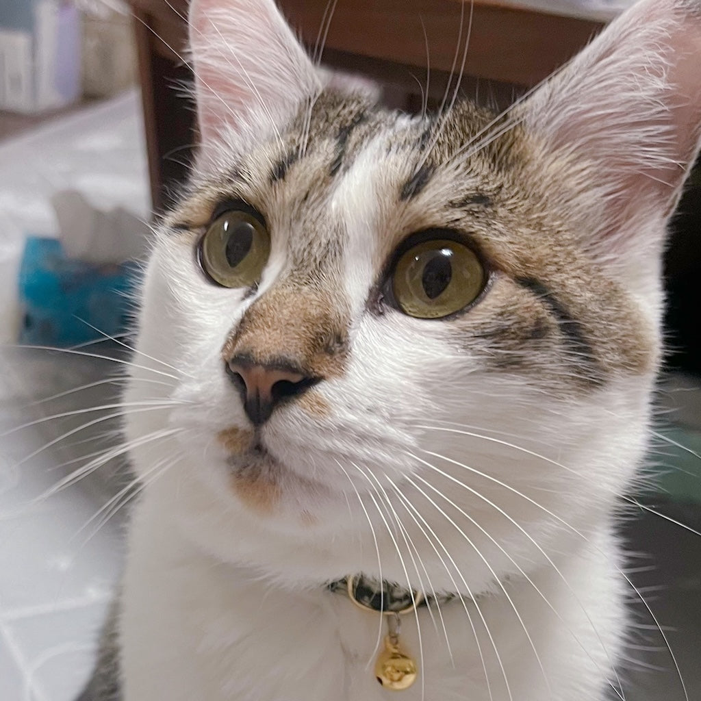 テラちゃん