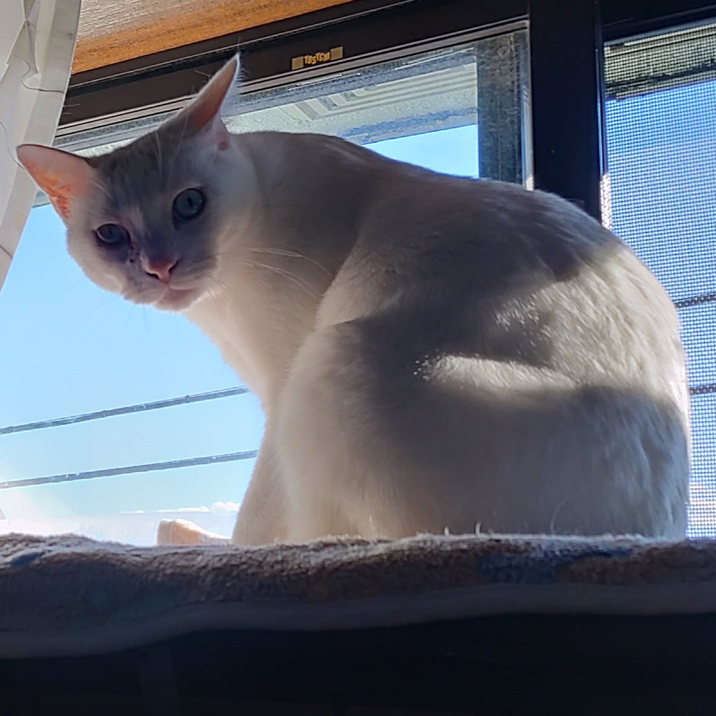 バステトちゃん