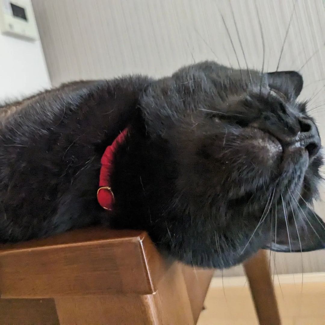 あずきちゃん