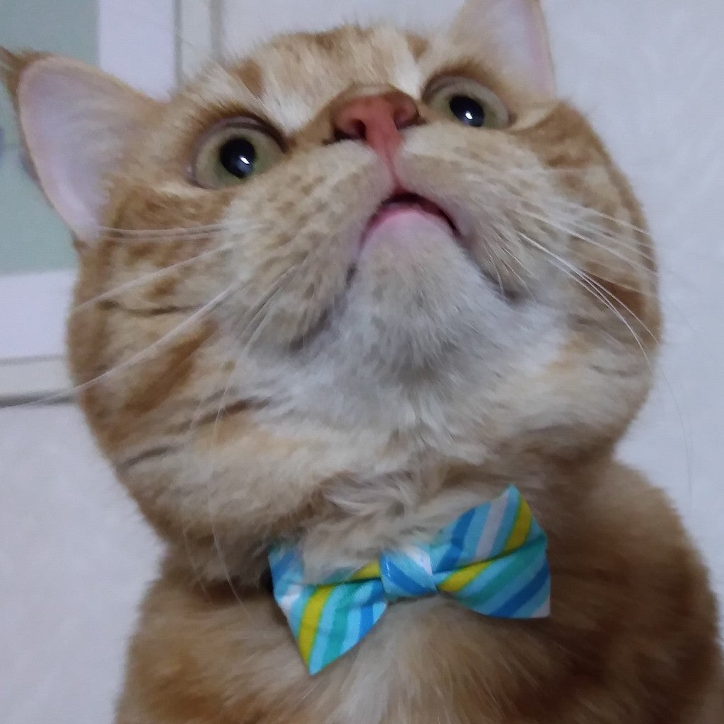 蘭寿くん