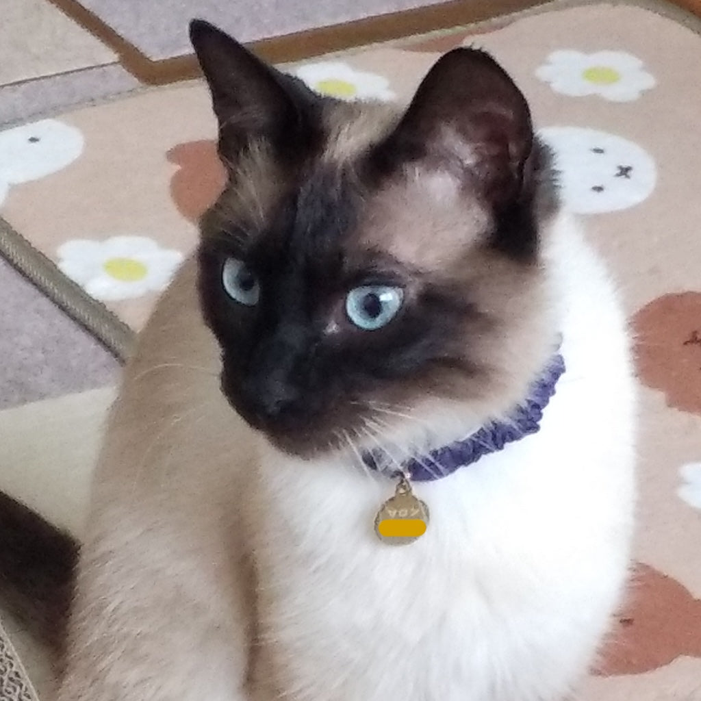マロンちゃん