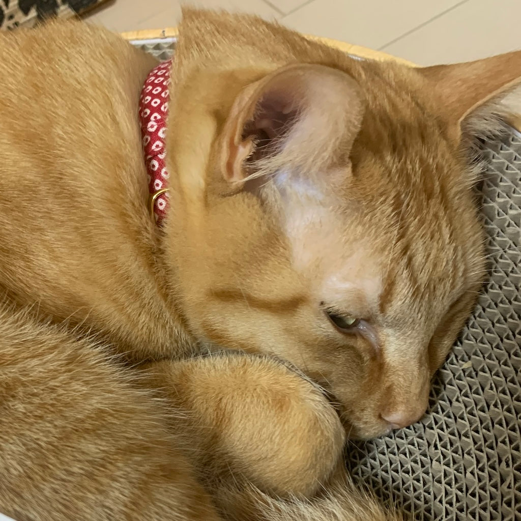 だいきちくん