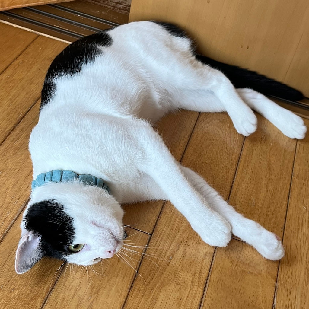 渡ひだまり弁慶くん