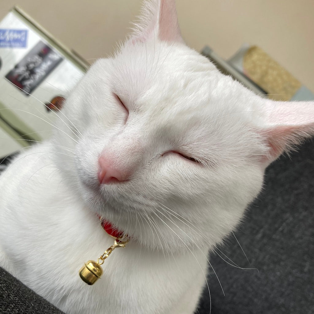 びー玉ちゃん