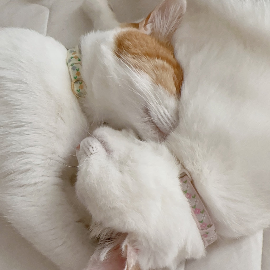 ちぷちゃん・でるちゃん