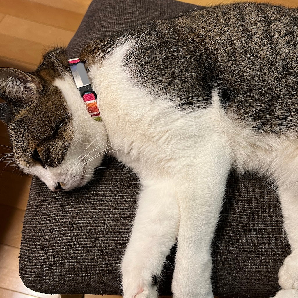 ゆめちゃん