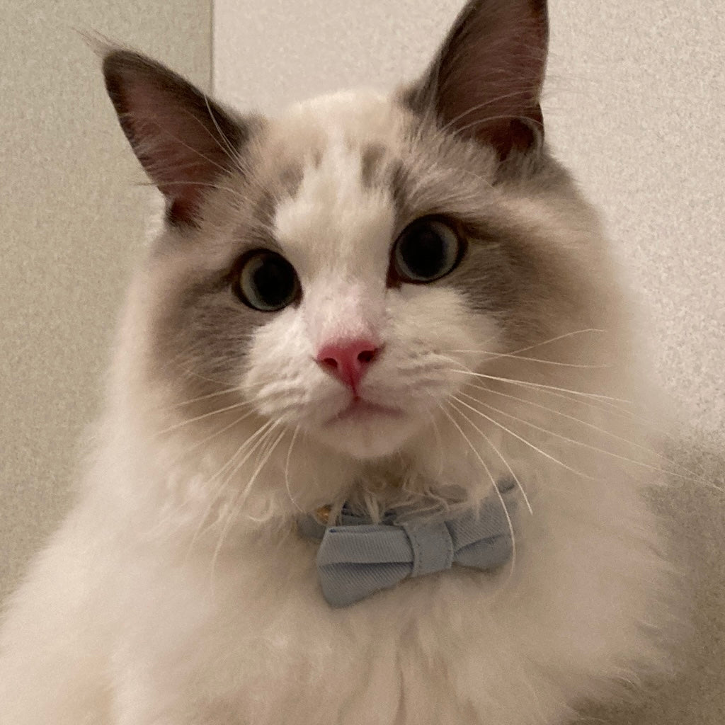 アクアちゃん