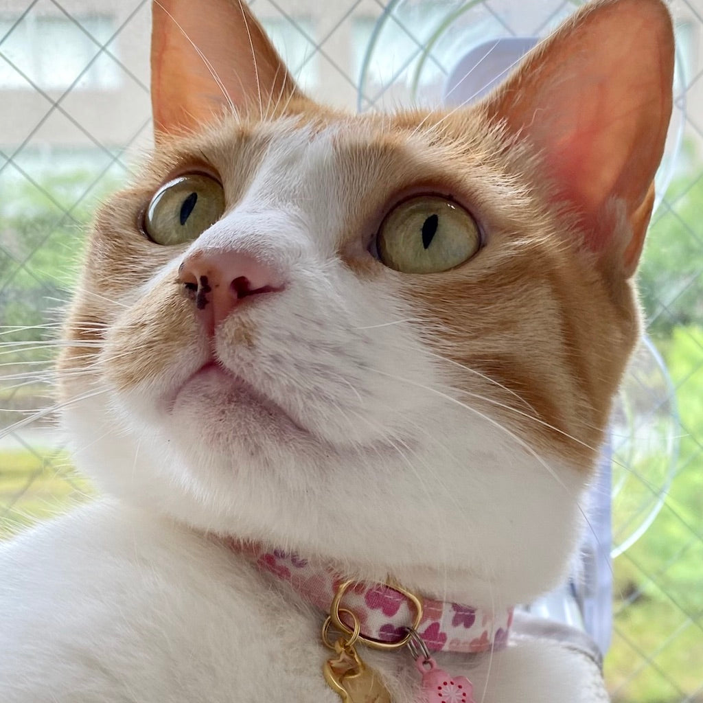 ラテちゃん