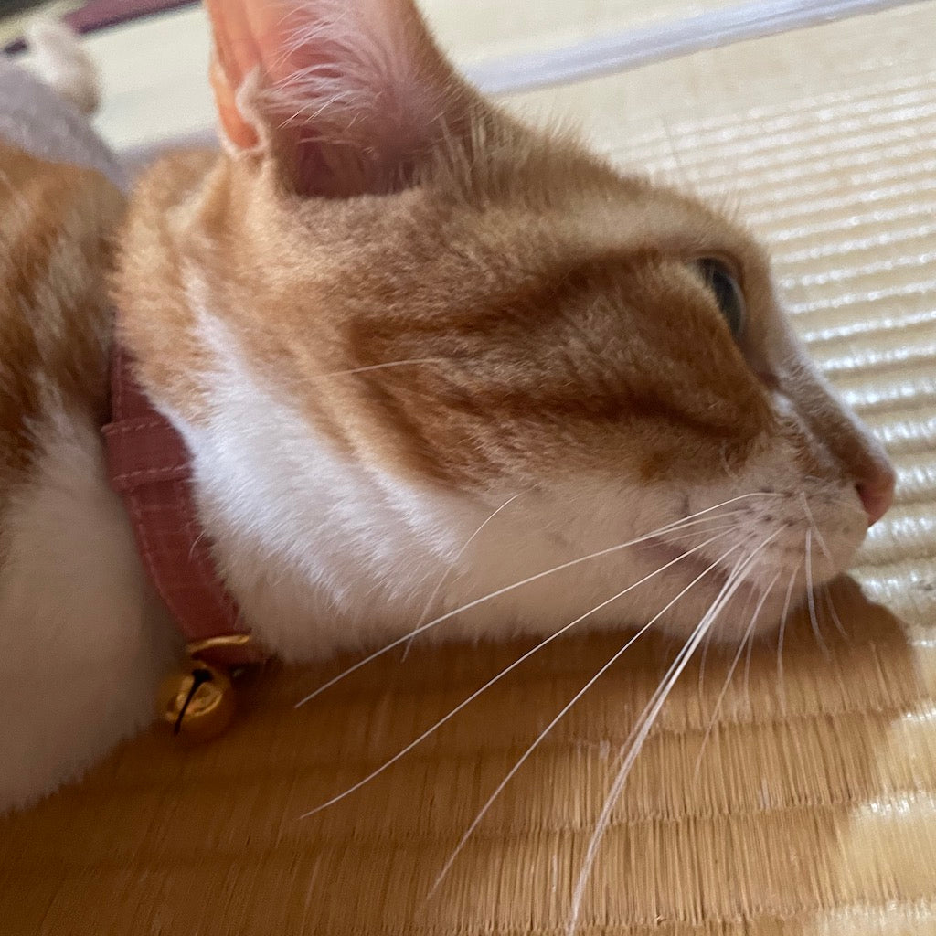 チロルちゃん