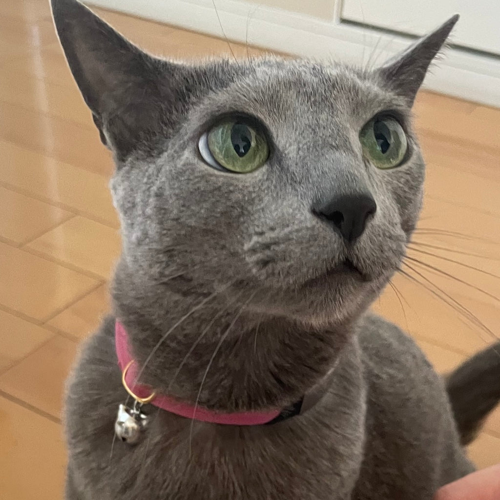 るーくちゃん