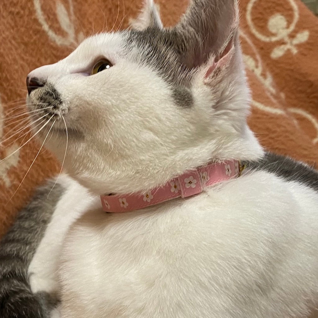 サランちゃん