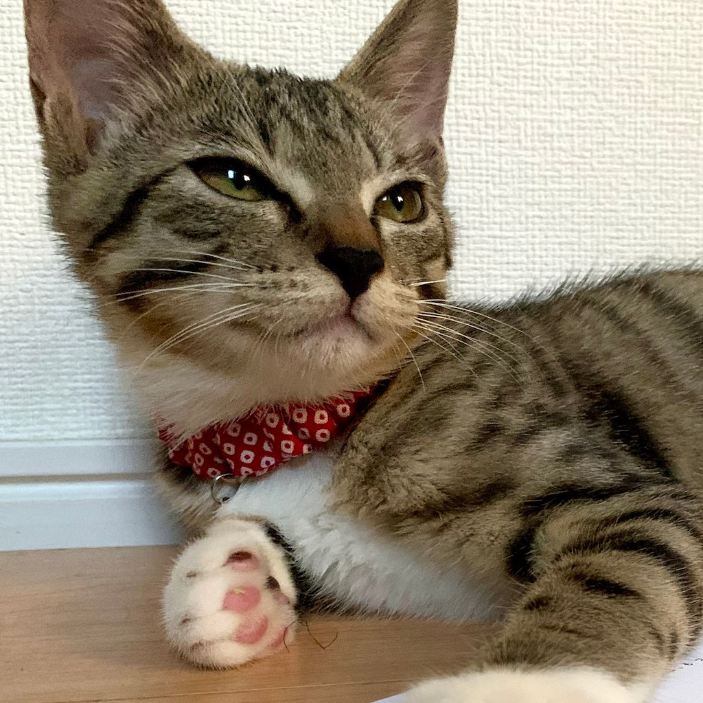 タビーちゃん