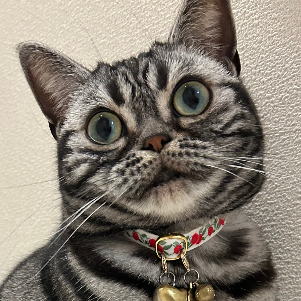 ももちゃん