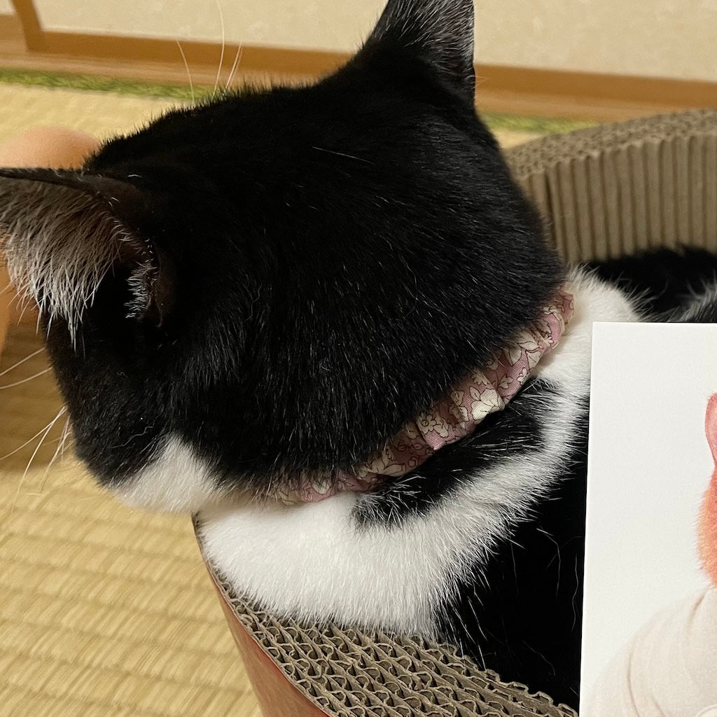 あずきちゃん