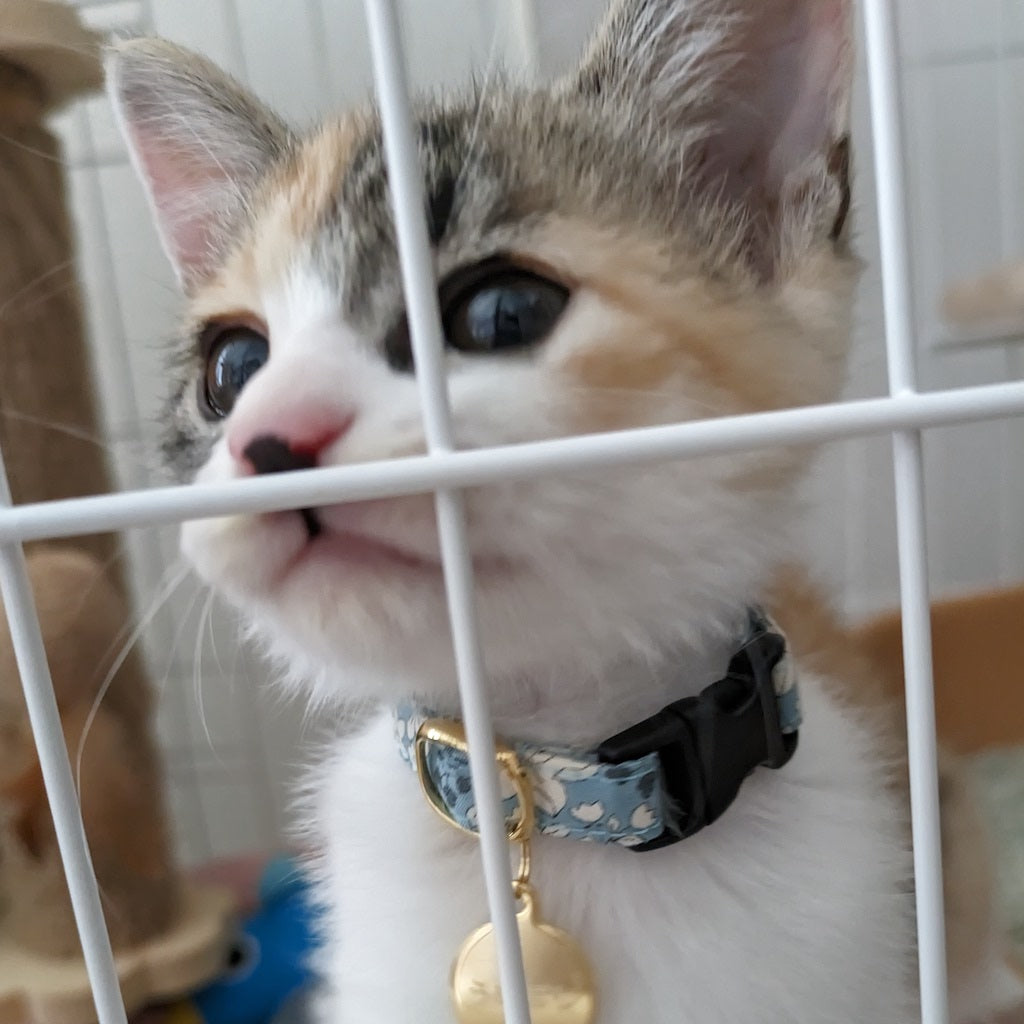 うめぼしちゃん