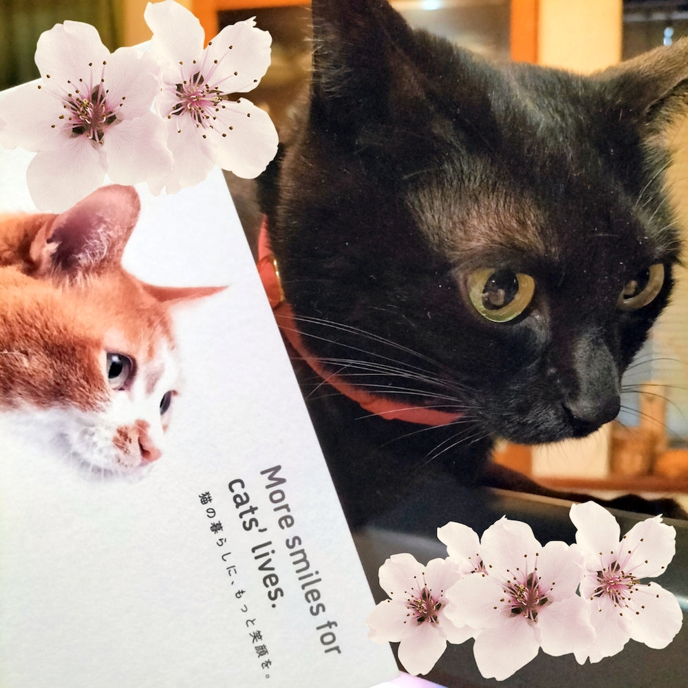 くま子ちゃん