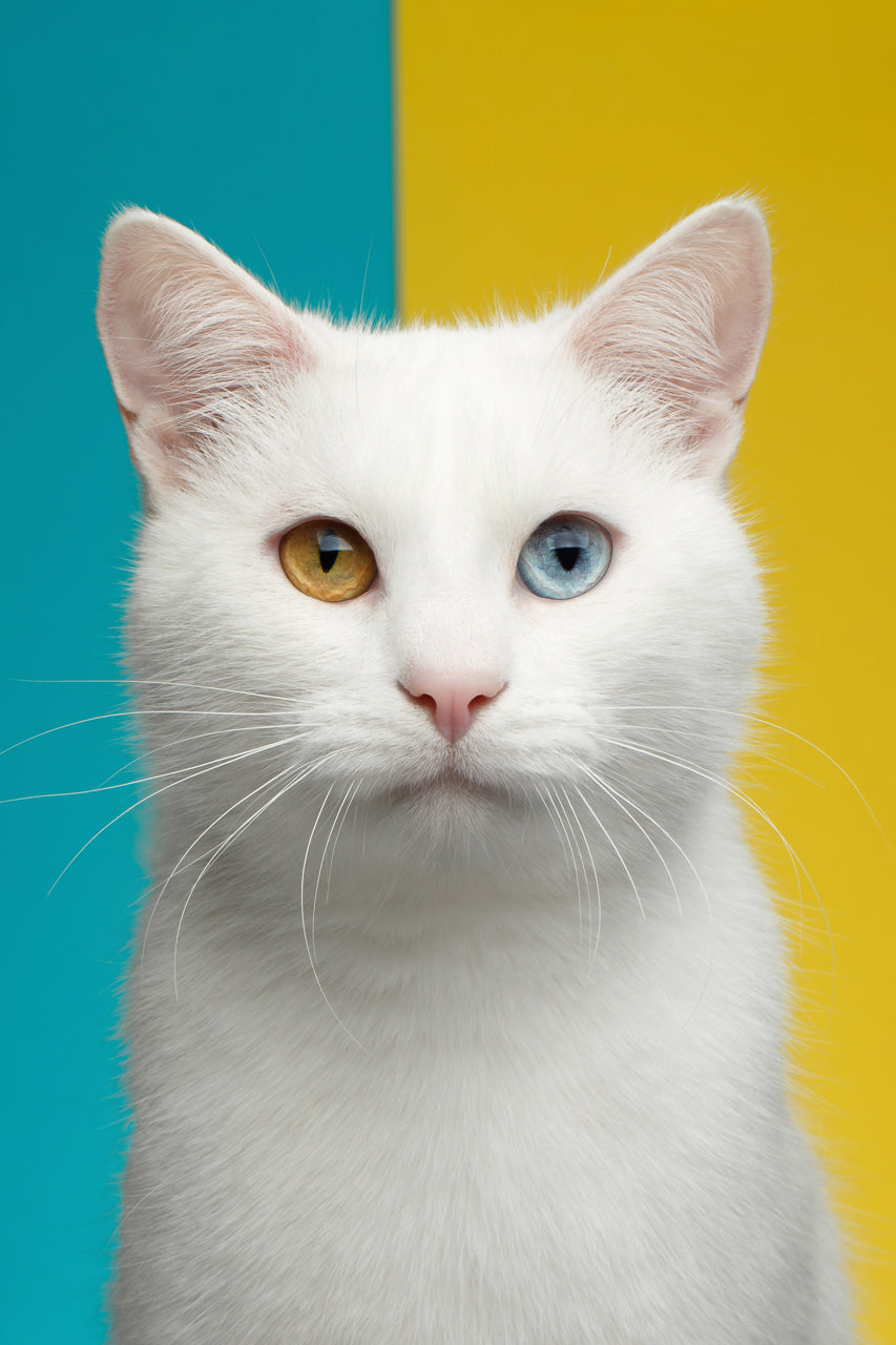 猫にもあったパーソナルカラー!愛猫に似合う色の診断方法を解説