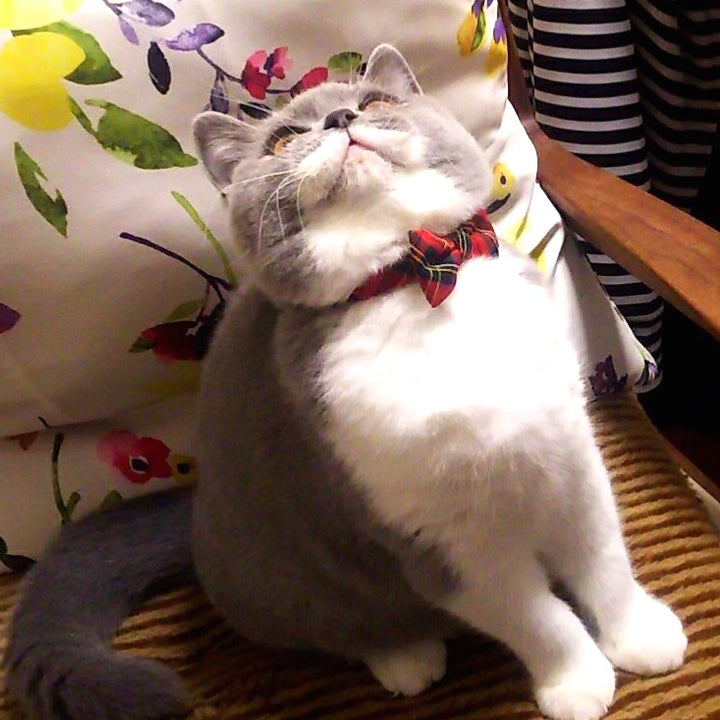 リボン付き猫首輪 タータンチェック レッド - ぽぽねこ公式オンラインショップ