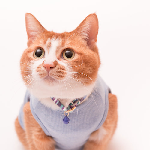 猫首輪 モダンミラノストライプ アズーリブルー(パープル×ブルー) - ぽぽねこ公式オンラインショップ