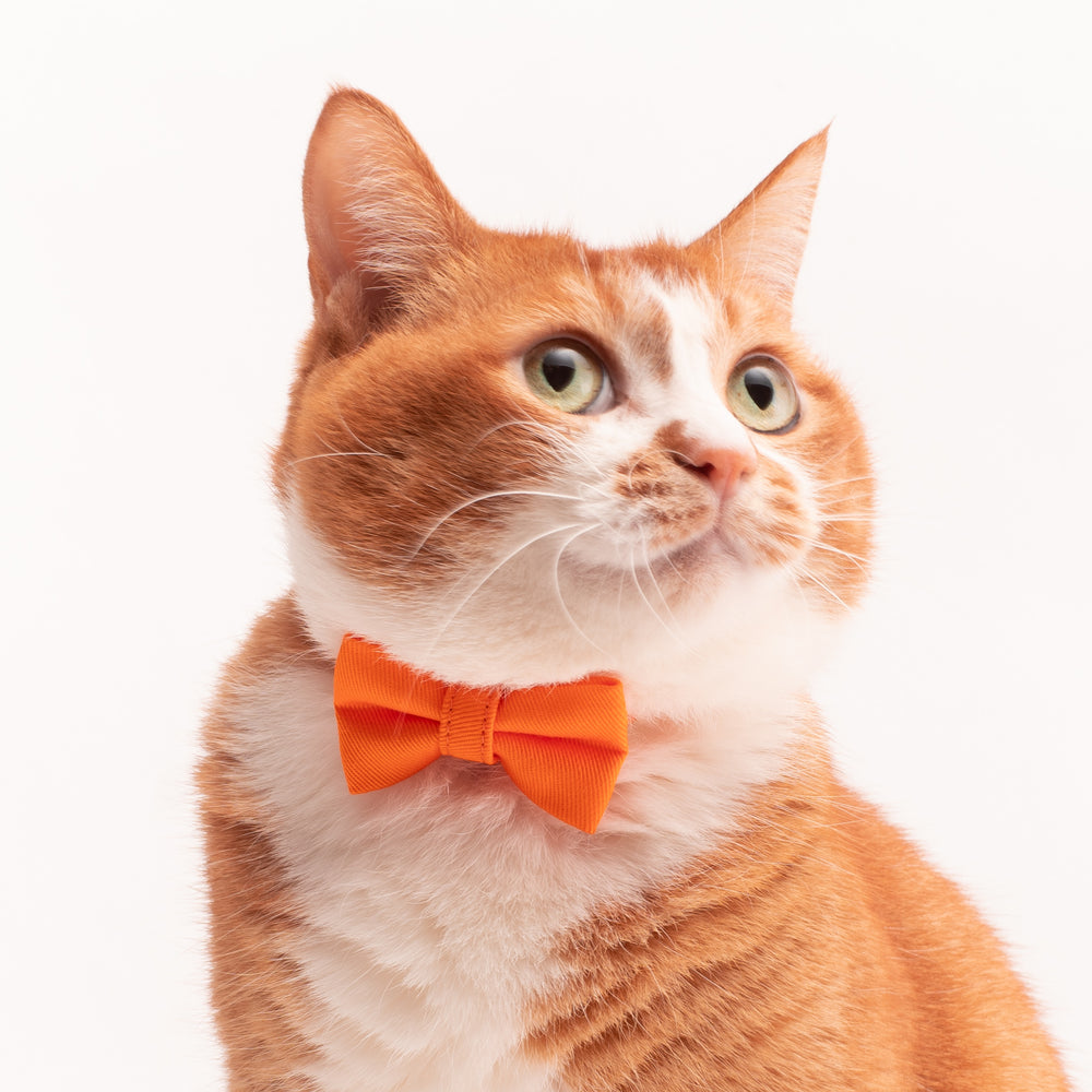 リボン付き猫首輪 MUJIコットンツイル オレンジ - ぽぽねこ公式オンラインショップ