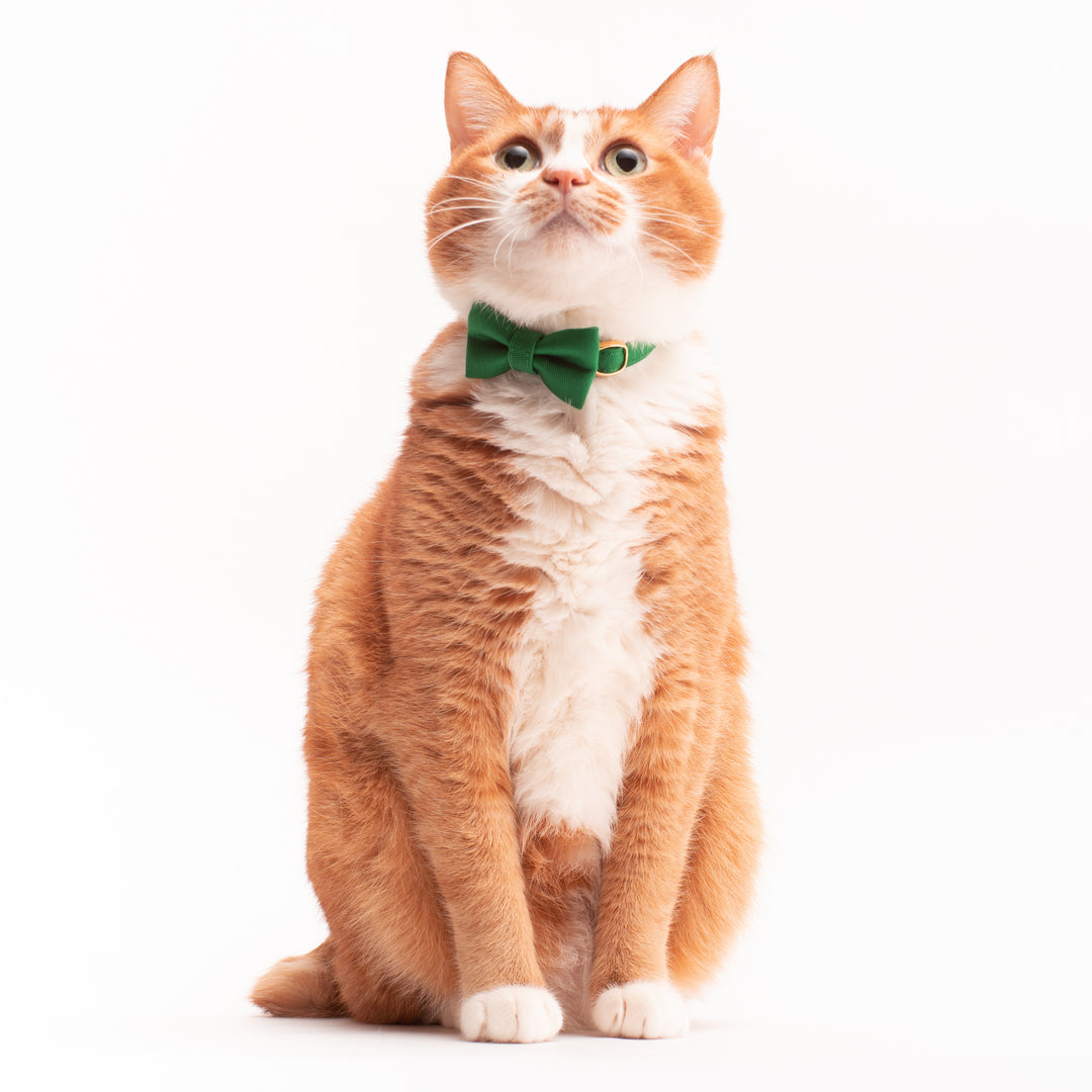 リボン付き猫首輪 MUJIコットンツイル グリーン - ぽぽねこ公式オンラインショップ