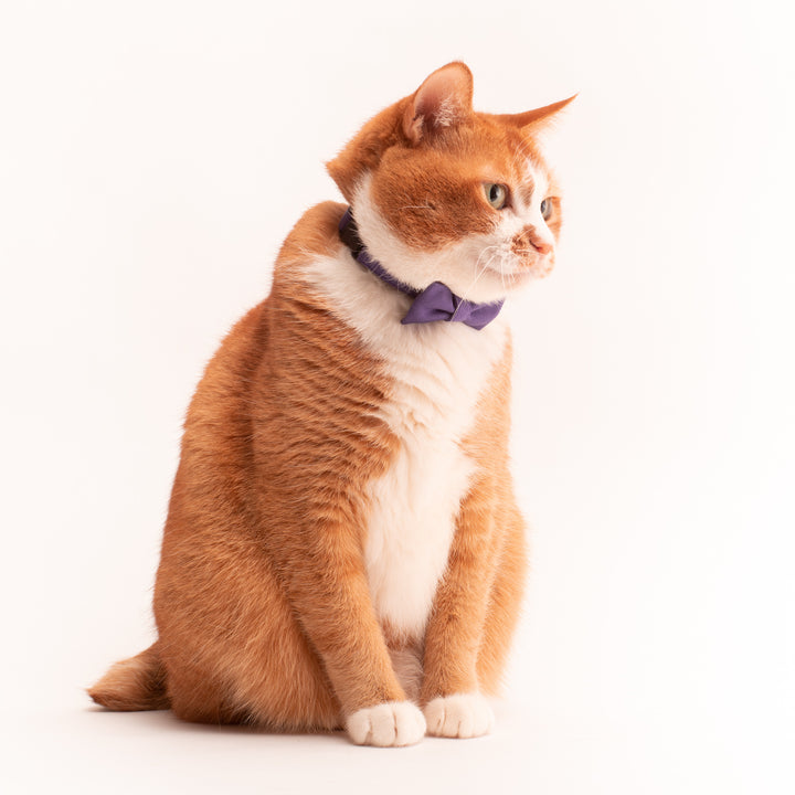 リボン付き猫首輪 MUJIコットンツイル パープル - ぽぽねこ公式オンラインショップ