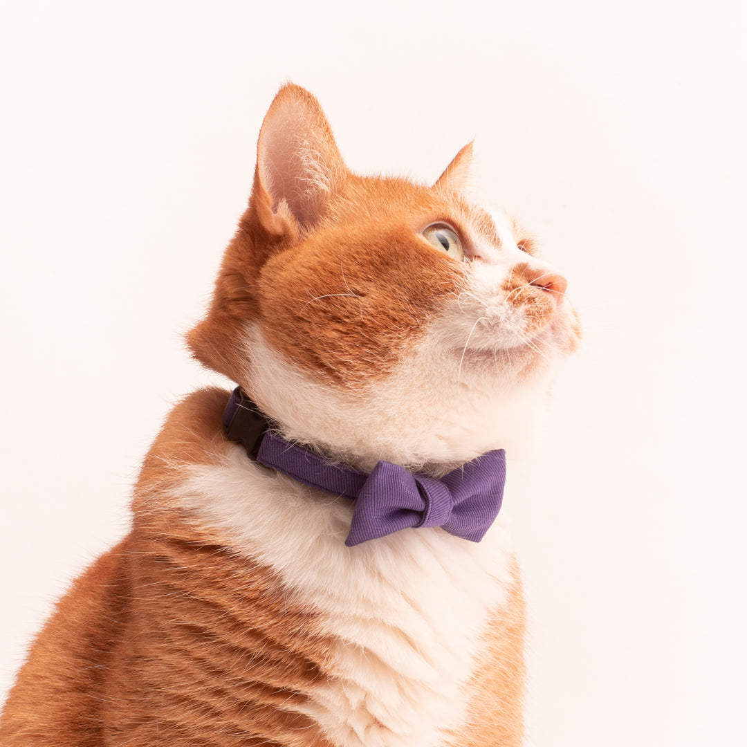 リボン付き猫首輪 MUJIコットンツイル パープル - ぽぽねこ公式オンラインショップ