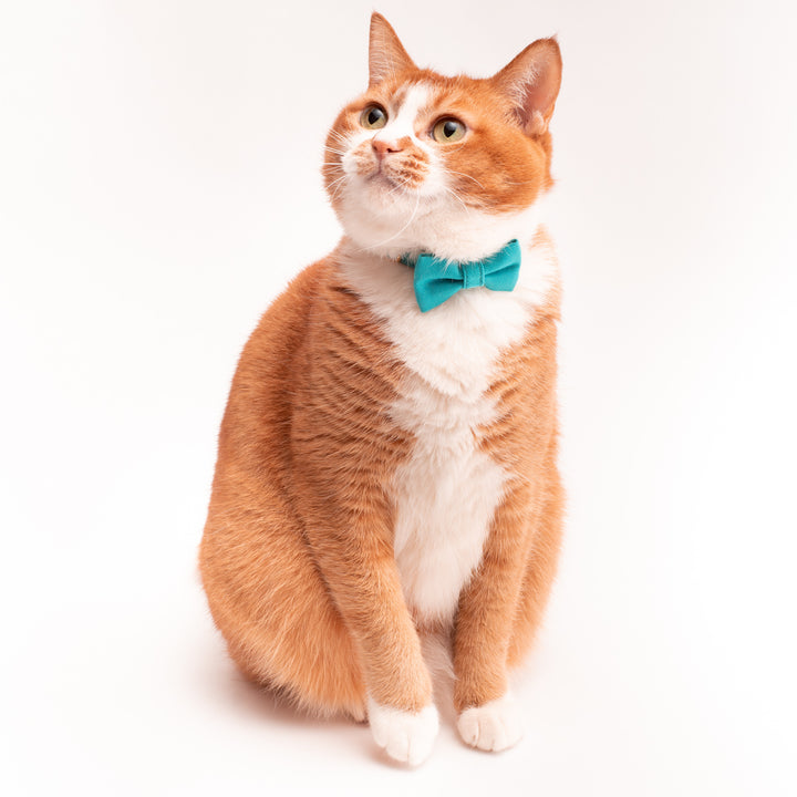 リボン付き猫首輪 MUJIコットンツイル ターコイズ